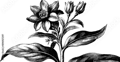 Vintage botanical shield design with decorative frame for labels and posters