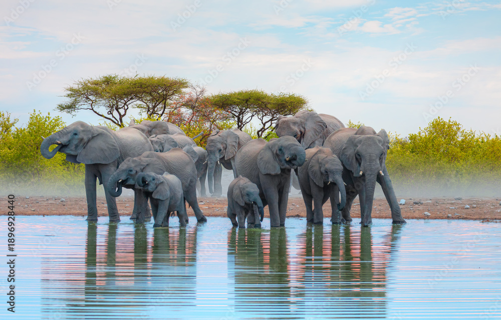 Fototapeta premium A group of elephant families go to the water's edge for a drink - African elephants standing near lake in Etosha National Park, Namibia