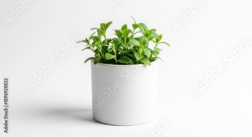 A potted herb plant with green leaves in a white cylindrical vase on a plain background.