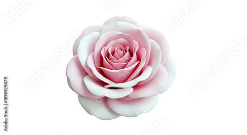Pink and white rose bloom