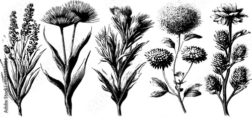 Vintage botanical illustration of dried flowers bouquet for retro design and decor