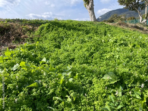 グラウンドと周辺