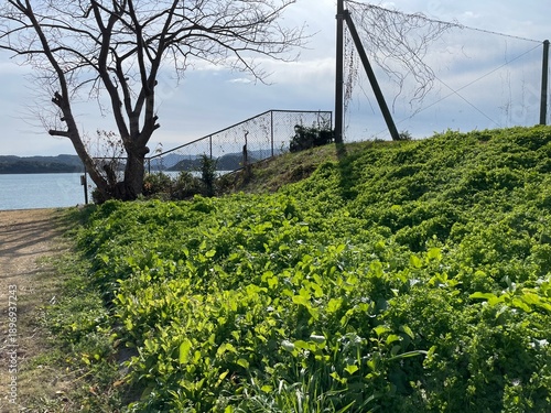 グラウンドと周辺