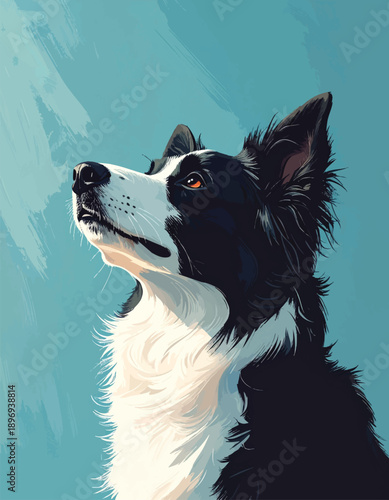 Border collie dog portrait black white alert gaze
