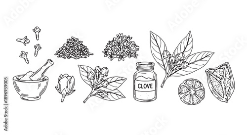 Herbal spice ingredients illustration, including mortar and pestle, herbs, spices, and citrus, for culinary or recipe design