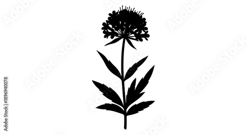 Silhouette of a flowering plant with a dense cluster of blooms and serrated leaves.