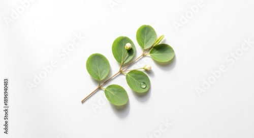 A green leafy branch with a water droplet on a white background.