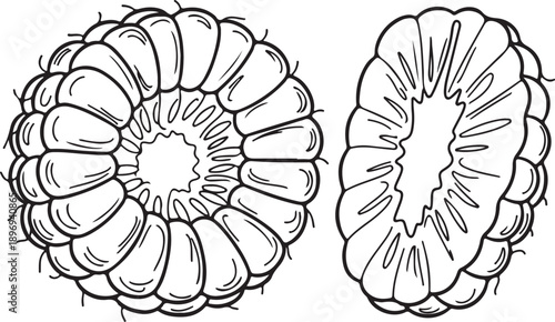 Hand drawn pumpkin cross section illustration in black and white line art style. Whole pumpkin and sliced half with detailed interior texture, isolated on white background. Perfect for food design.