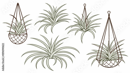 Houseplant Illustration Set Hanging Planters Vector Drawing For Home Decor Web Design Garden Projects