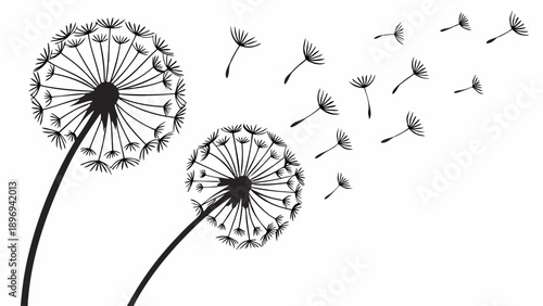 Dandelion Seeds Blowing in Wind for Wishes Hope and New Beginnings Spring Summer Web Design Background Illustration