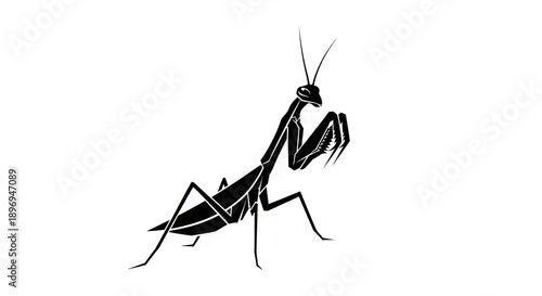 Wallpaper Mural Black praying mantis insect on white background illustration Torontodigital.ca