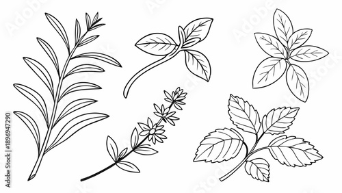 Set of Six Black and White Line Drawings of Aromatic Culinary Herbs for Cookbook Design and Kitchen Decor