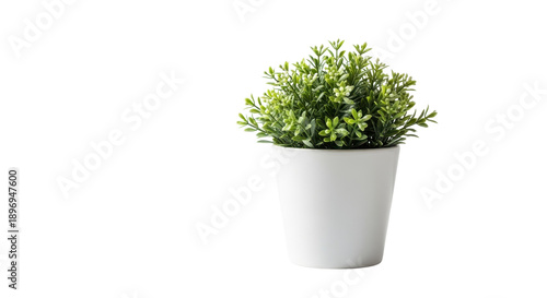 Small green artificial plant in white ceramic pot, minimalist decor element isolated PNG with Transparent Background