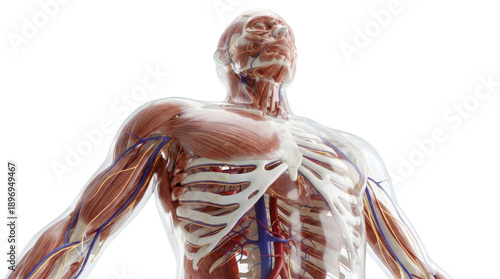 Anatomical illustration showing the upper body of a human figure with muscle and bone structure visible on a white png with transparency