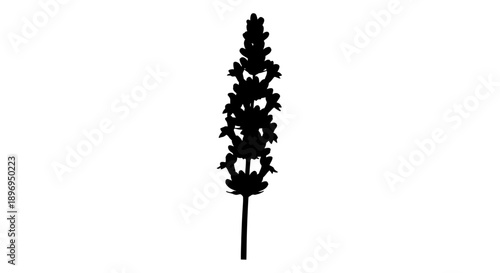 Silhouette of a Tall Blooming Lavender Flower Stem.
