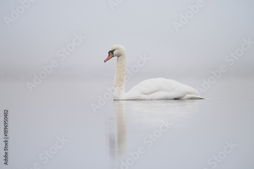 Schwan im Nebel