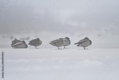 Enten auf dem Eis