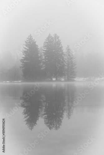 Bäume im Nebel