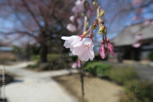 桜