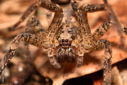 Closeup of the infamous but harmless Mediterranean Spiny False Wolf Spider Zoropsis spinimana, found and photographed in its biotope in Southern France.