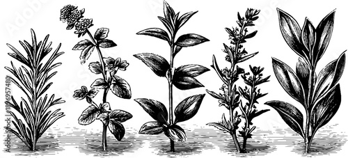 Vintage botanical engraving of dried herb bundle from 19th century for culinary and design inspiration