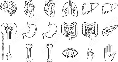 Human Anatomy Line Icon Set Featuring Internal Organs Bones Eye Hand and Body Parts for Medical Apps Infographics and Education Designs