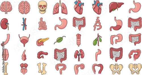 Human Anatomy Flat Icon Mega Set Featuring Internal Organs Skeleton Bones Digestive System and Medical Body Parts for Healthcare Education Designs
