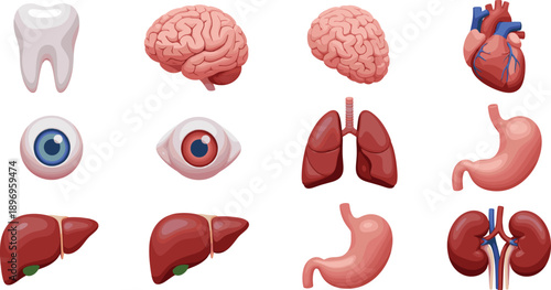 Human Internal Organs and Sensory Anatomy Icon Set Including Brain, Heart, Lungs, Eyes, Tooth, Liver, Kidneys, and Stomach Illustrations