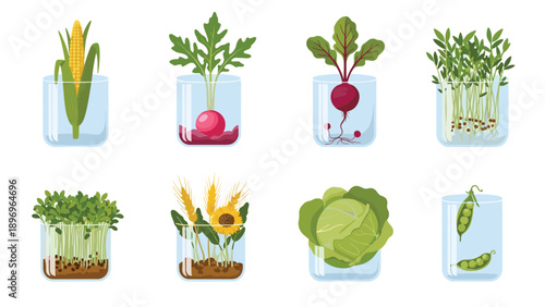 Set of different microgreens and young plants like corn, radish, cabbage, and peas growing in glass jars for indoor gardening and nutrition.