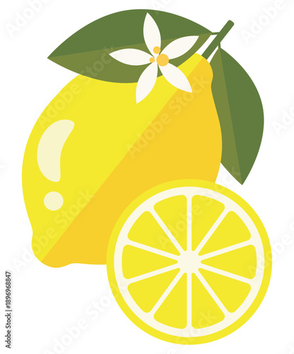 Fresh lemon fruit with blossom and slice, flat vector illustration isolated

