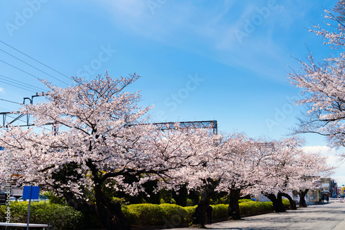 東京・玉川学園前駅　満開の桜