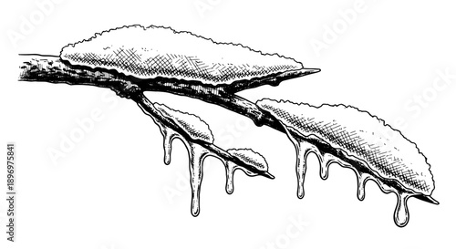 Snow-covered branch with dripping icicles in winter landscape  