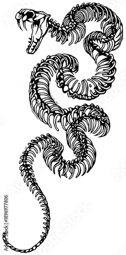Detailed skeletal snake illustration with open mouth
