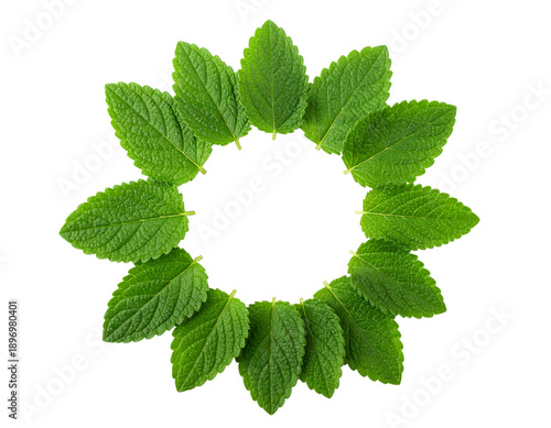 Top View of Catnip Leaves Cluster, Natural Herbal Arrangement, isolated on transparent background
