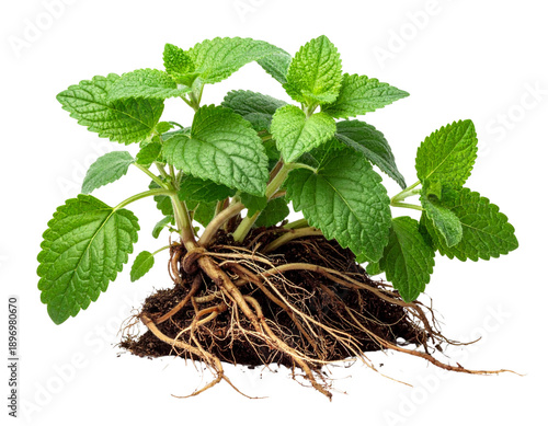 Catnip Herb Plant with Visible Roots, Pulled from Soil, isolated on transparent background