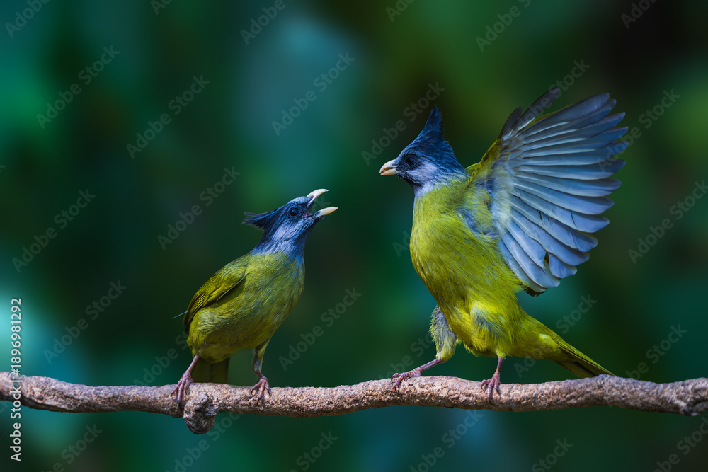 Obraz premium lilac breasted roller