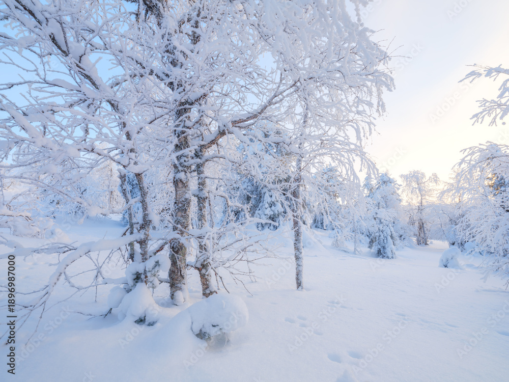 Obraz premium Winter landscape in the forest. Snowdrifts and fluffy snow. Trees covered with snow. Winter wonderland. Scandinavian countries. Landscape in winter time. Background, wallpaper, postcard.
