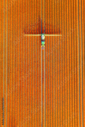 Aerial vertical view of vibrant tulip fields in the Netherlands at sunrise. Agribusiness. A tractor works between symmetrical rows of colorful flowers. Stunning geometric pattern of blooming tulips.