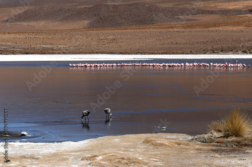 Wallpaper Mural View of a lagoon in the Bolivian highlands, Bolivia Torontodigital.ca
