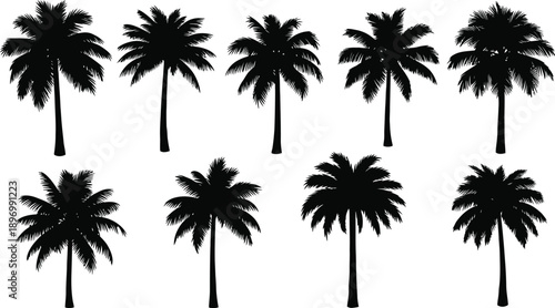 A serene landscape of palm tree silhouettes against a peaceful sky silhouette