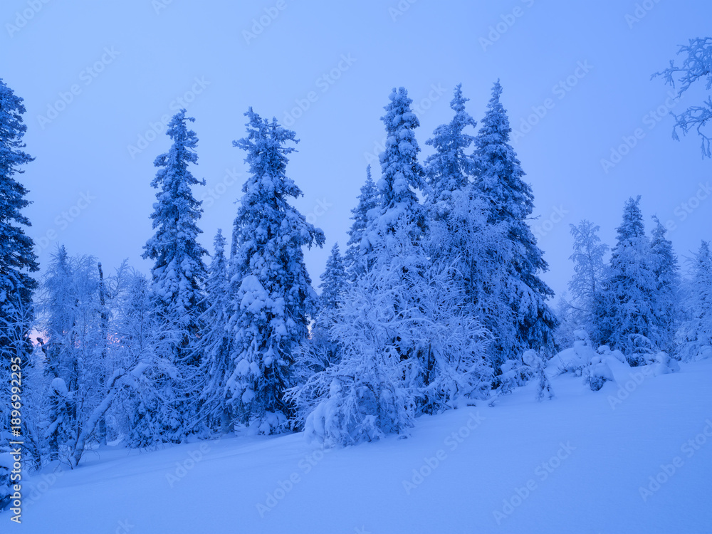 Fototapeta premium Winter forest at twilight with deep snow drifts and frozen spruce trees. Cold frosty night landscape.