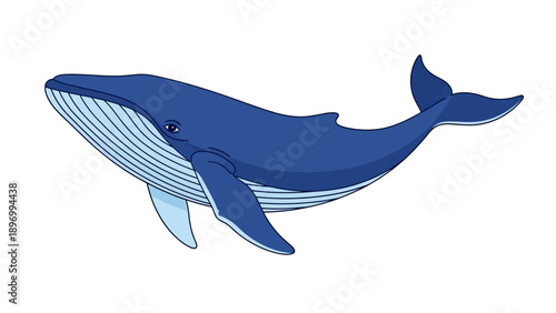 Blue Whale Illustration Side View.