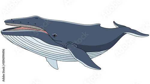 Blue Whale Illustration Side View.