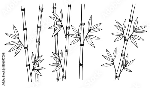 Hand drawn bamboo plant stems with leaves black and white botanical line art pattern