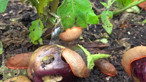 Slugs eating rotten eggplant in garden