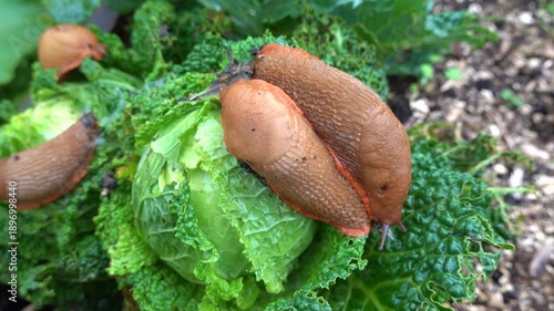 Slug infestation on cabbage plants in a cultivated field, emphasizing pest damage and challenges in crop protection.