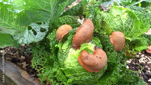 Slugs eating cabbage in a vegetable garden