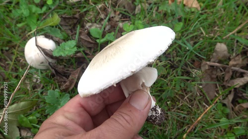 Person gathering wild mushrooms in a forest, focusing on foraging activity and the natural environment.