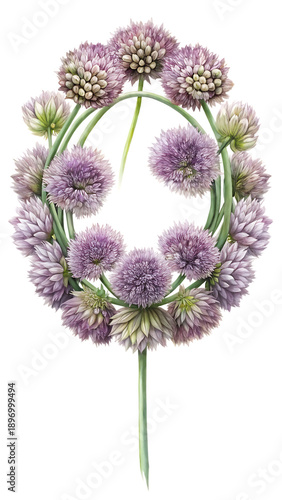 A delicate circle of purple allium flowers on green stems against a black background