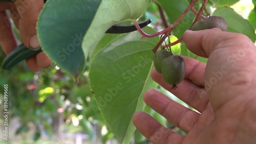 man with pruning shears harvests minikiwi or hardy kiwi from climbing plant